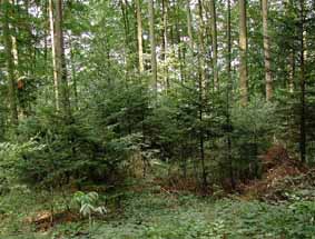Tannenwald